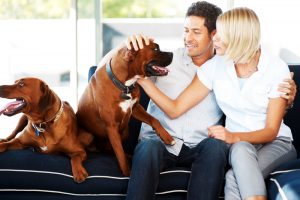 American Steam-A-Way Pet Odor Removal