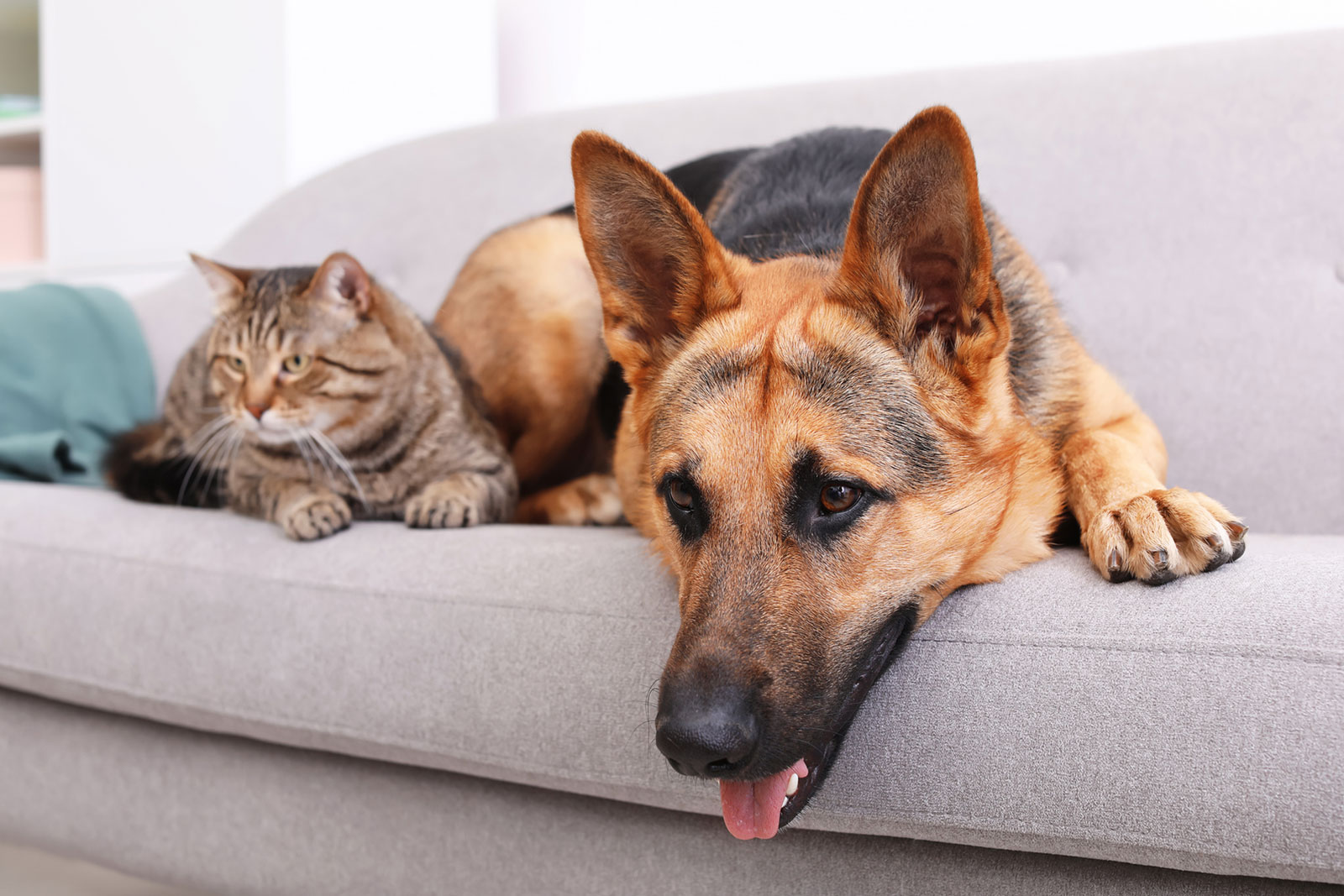 Cleaning Services American SteamAWay